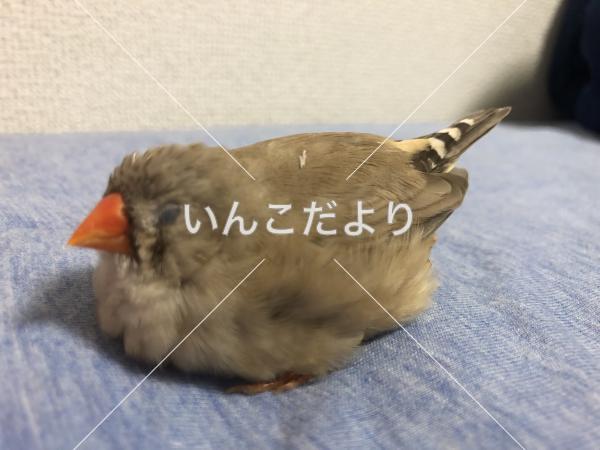 迷い鳥の写真