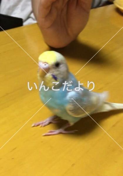 迷い鳥の写真