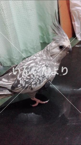 迷い鳥の写真