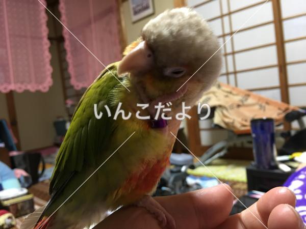 迷い鳥の写真