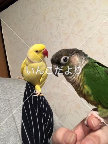迷い鳥の写真