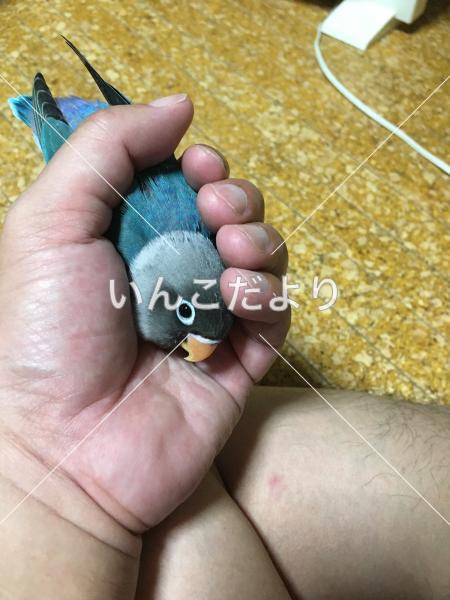 迷い鳥の写真
