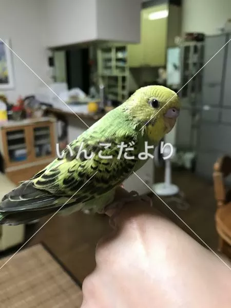 保護鳥の写真