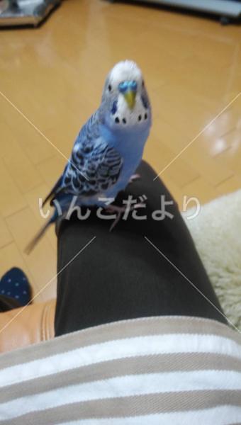 迷い鳥の写真