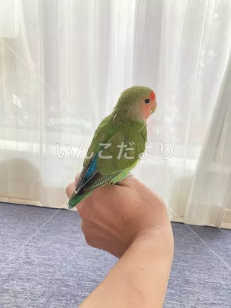 保護鳥の写真