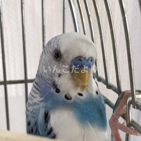 迷い鳥の写真