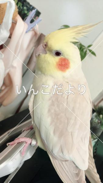 迷い鳥の写真