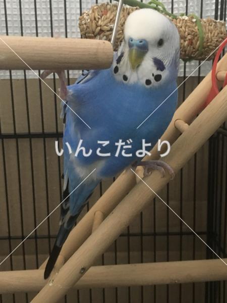迷い鳥の写真