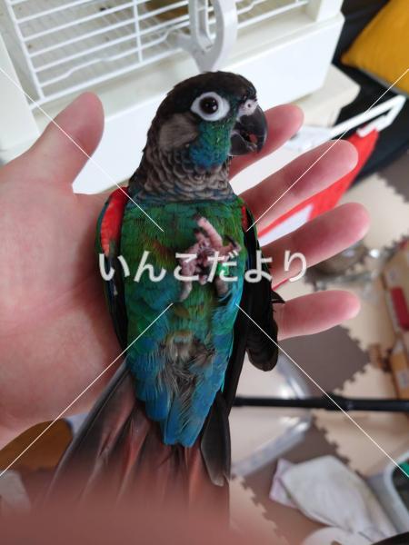 迷い鳥の写真