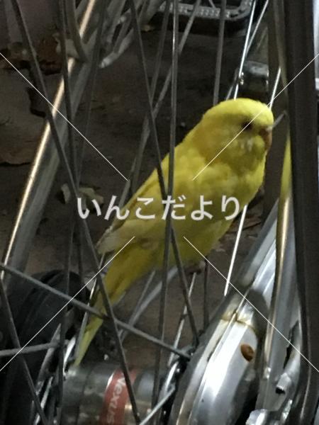 保護鳥の写真