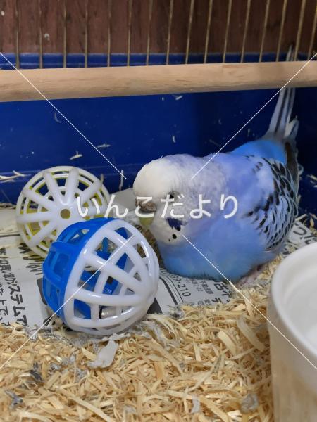 迷い鳥の写真