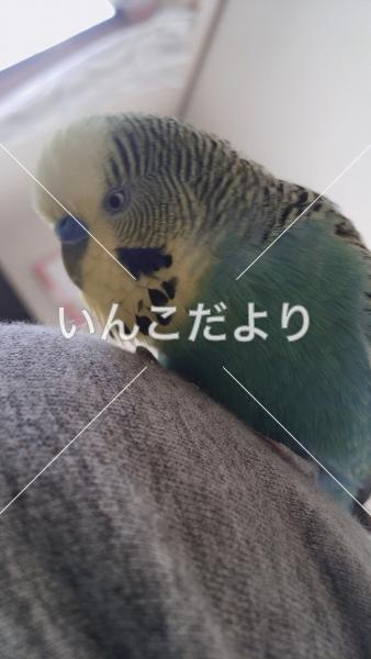 迷い鳥の写真