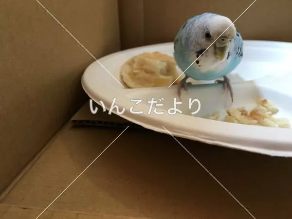 保護鳥の写真