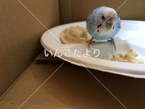 保護鳥の写真