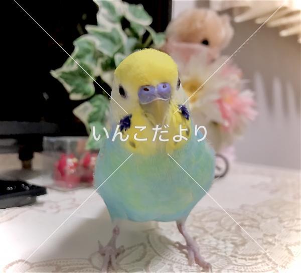 迷い鳥の写真