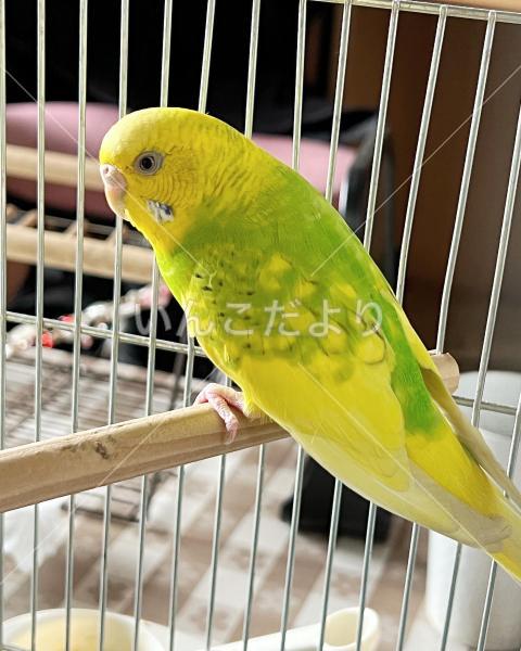 保護鳥の写真