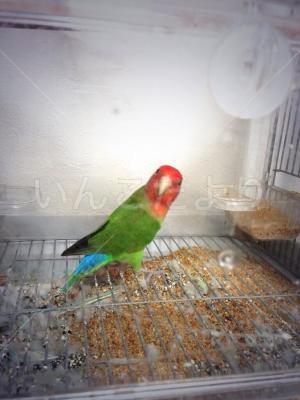 保護鳥の写真