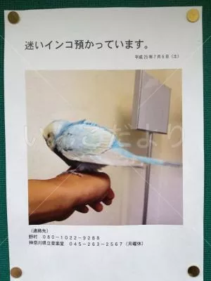 保護鳥の写真