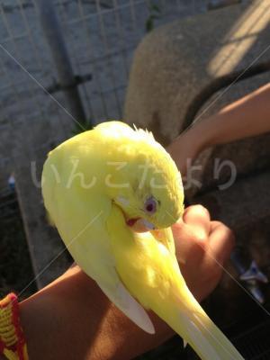 保護鳥の写真