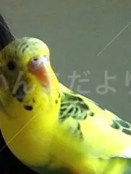 保護鳥の写真