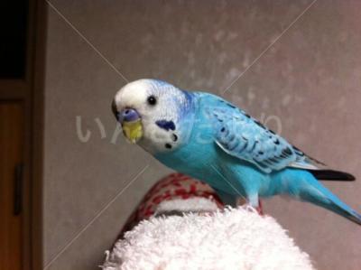 保護鳥の写真