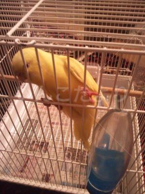 保護鳥の写真