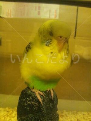 保護鳥の写真