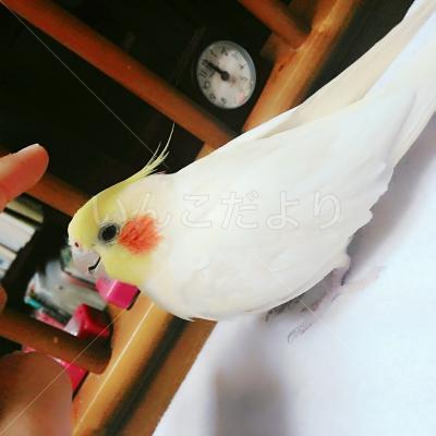 迷い鳥の写真