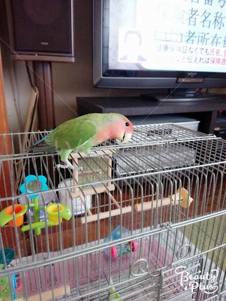 迷い鳥の写真