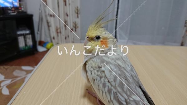 迷い鳥の写真