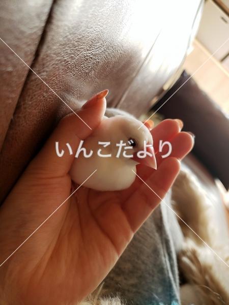 迷い鳥の写真