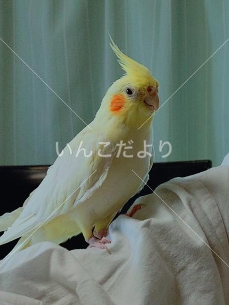 迷い鳥の写真