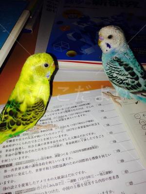 迷い鳥の写真