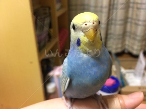 迷い鳥の写真