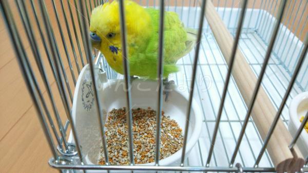 保護鳥の写真