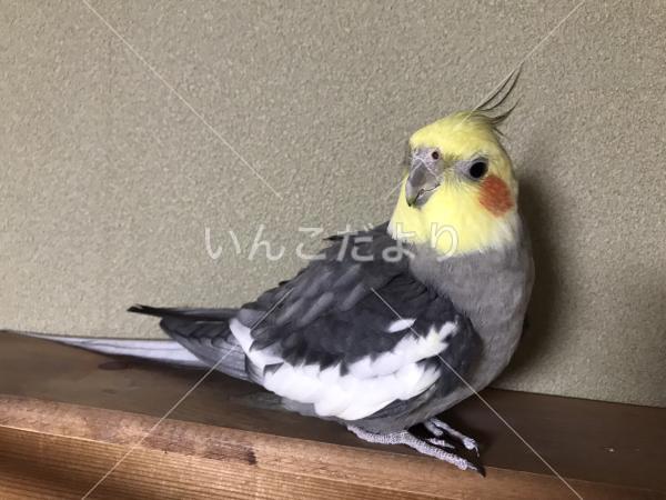 迷い鳥の写真