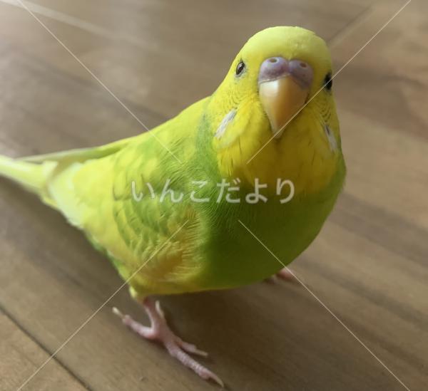 迷い鳥の写真