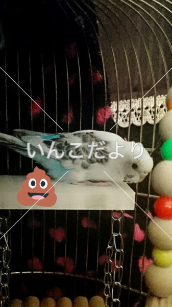 迷い鳥の写真