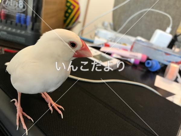 迷い鳥の写真
