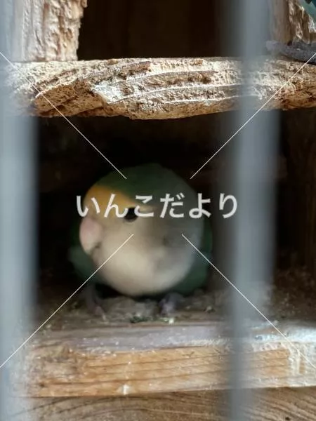 保護鳥の写真