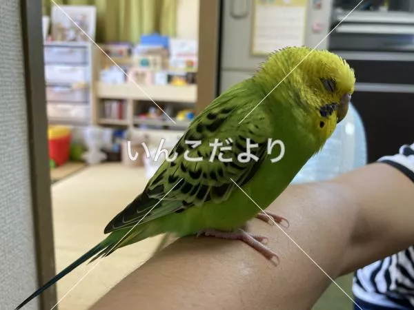 保護鳥の写真