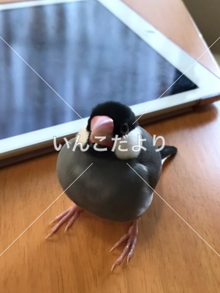 迷い鳥の写真