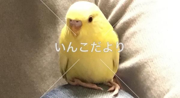 迷い鳥の写真