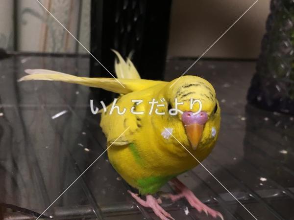 迷い鳥の写真