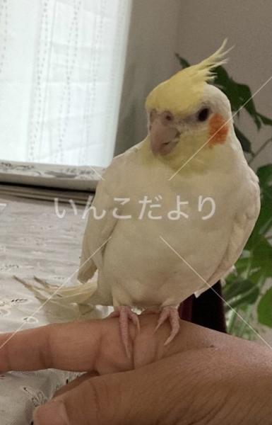 迷い鳥の写真