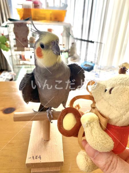 迷い鳥の写真