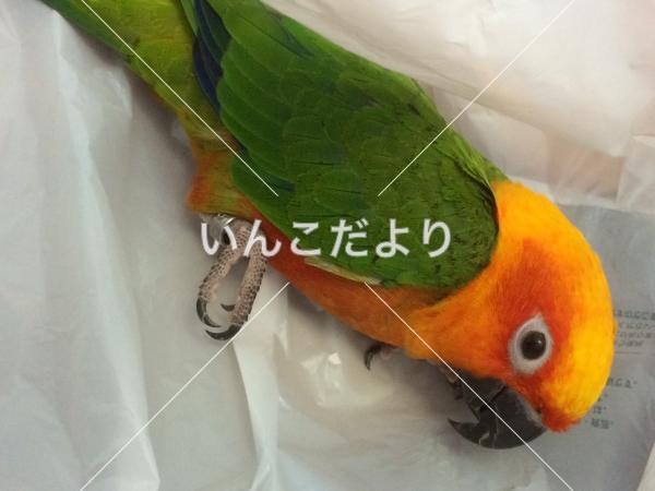 迷い鳥の写真