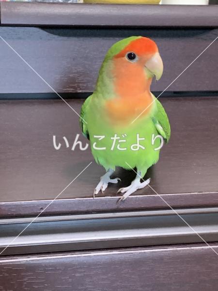 迷い鳥の写真