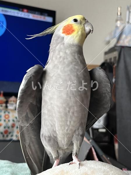 迷い鳥の写真
