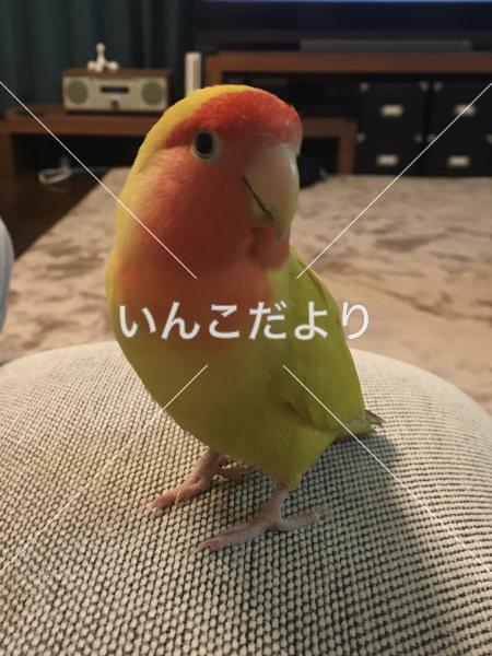 迷い鳥の写真